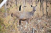Panna National Park, Chattarpur, Madhya Pradesh